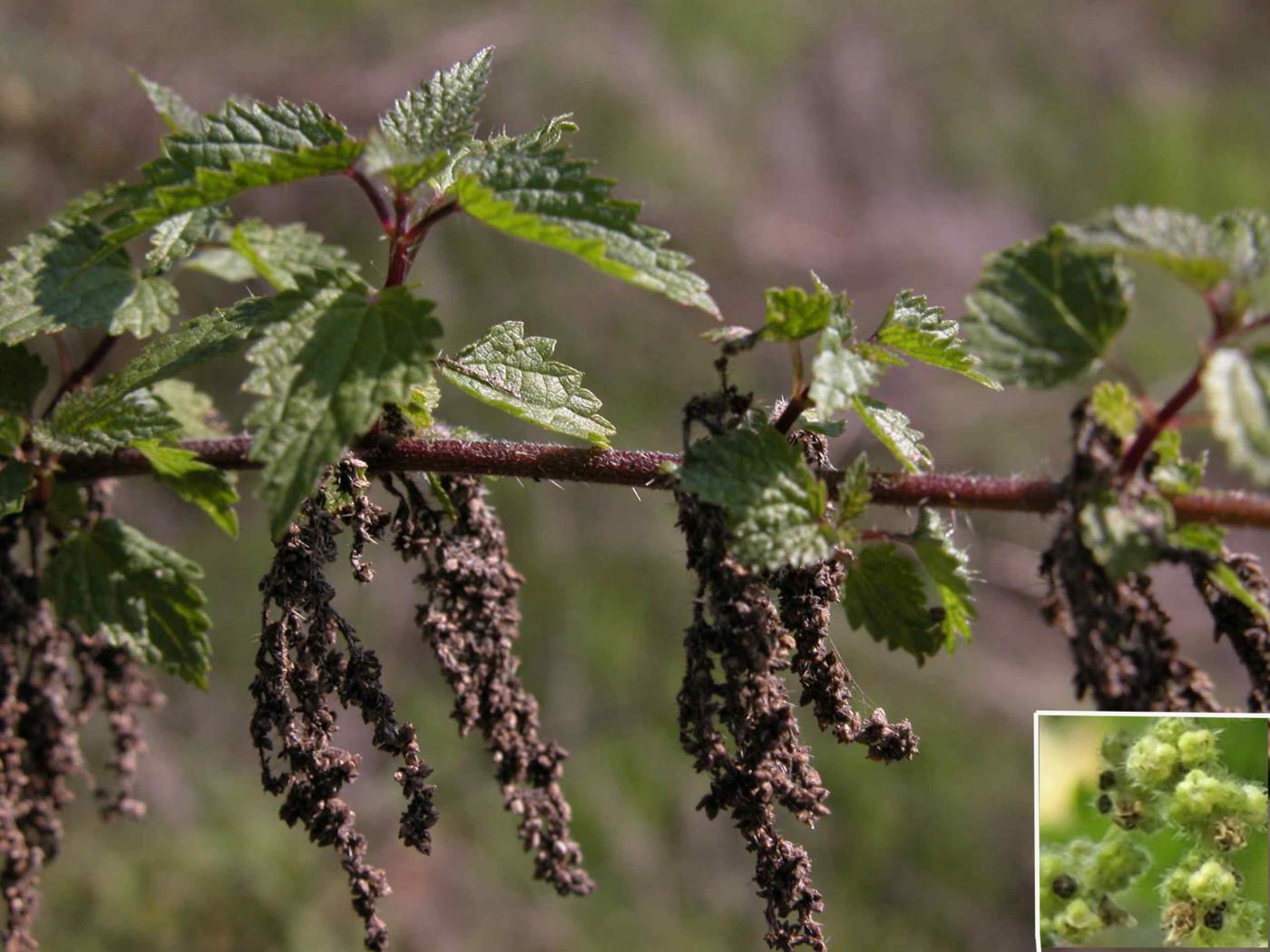 Nettle fruit